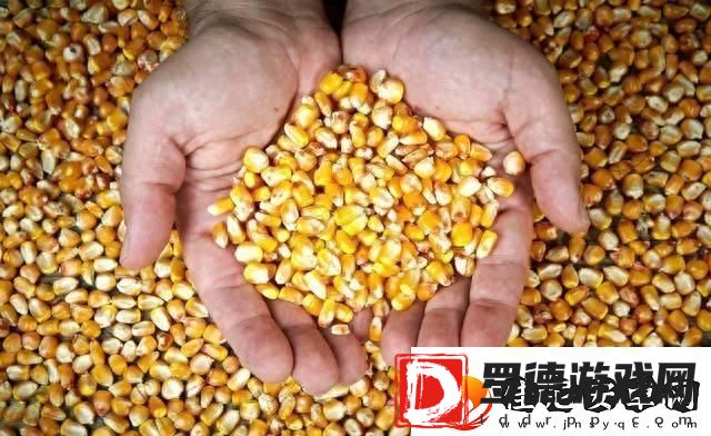 玉米强势上涨！你何时卖粮