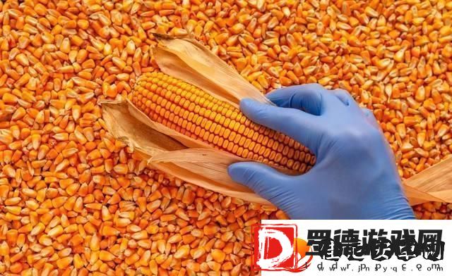 玉米强势上涨！你何时卖粮