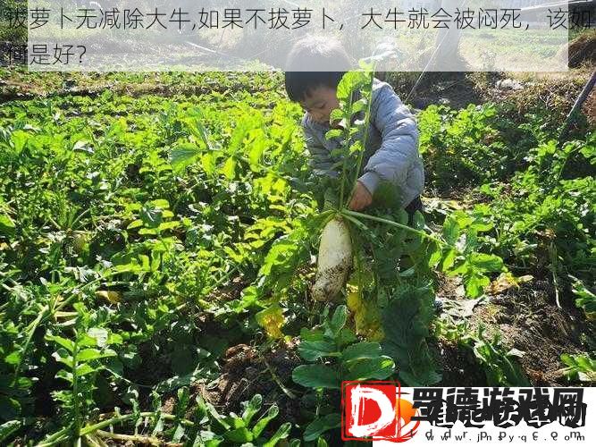 拔萝卜无减除大牛