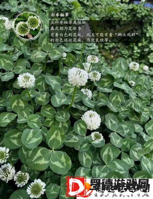 三叶草正版最新到底有何独特魅力