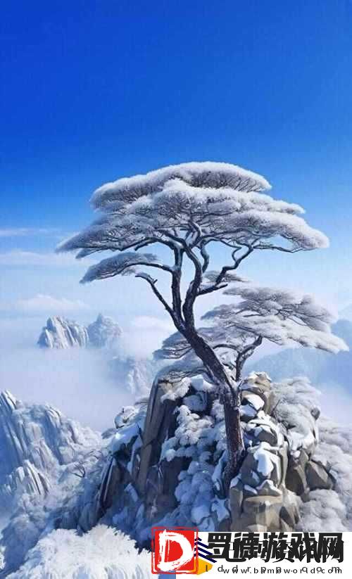 雪松之韵