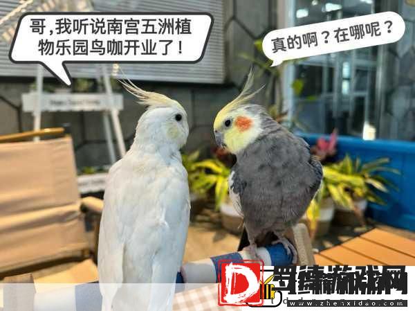 养鸟大亨