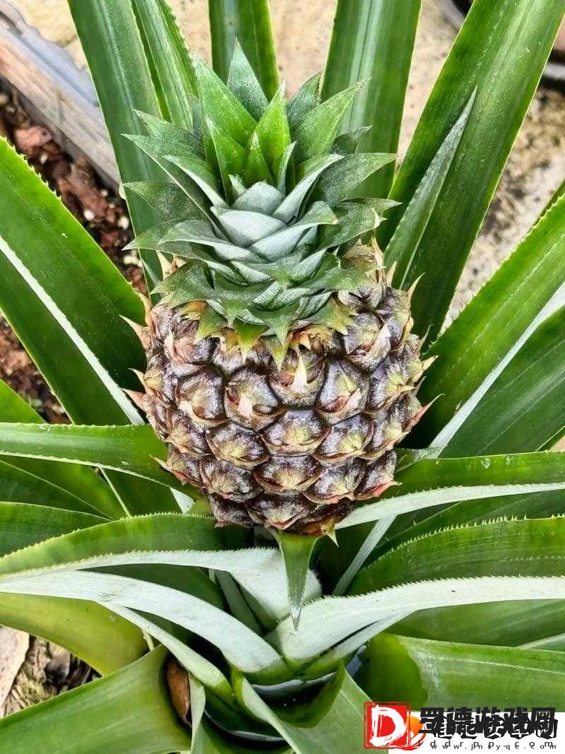 菠萝是热带水果之一