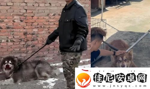 训狗一哥潘宏又出事