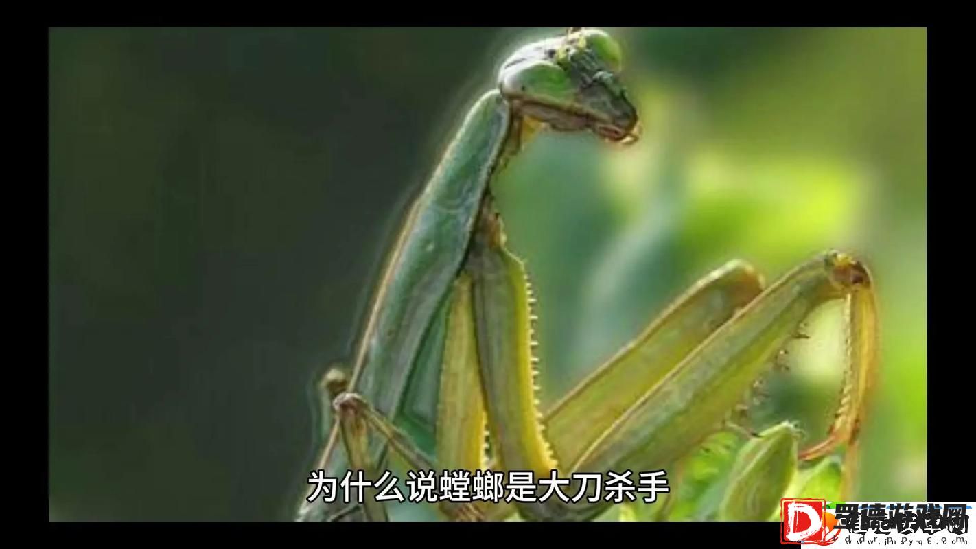 巨型螳螂真的有吗