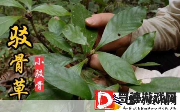 随时随地都能草的学校教师的作用