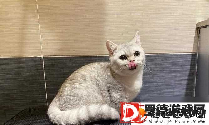 猫之城篁迳月韵怎么样