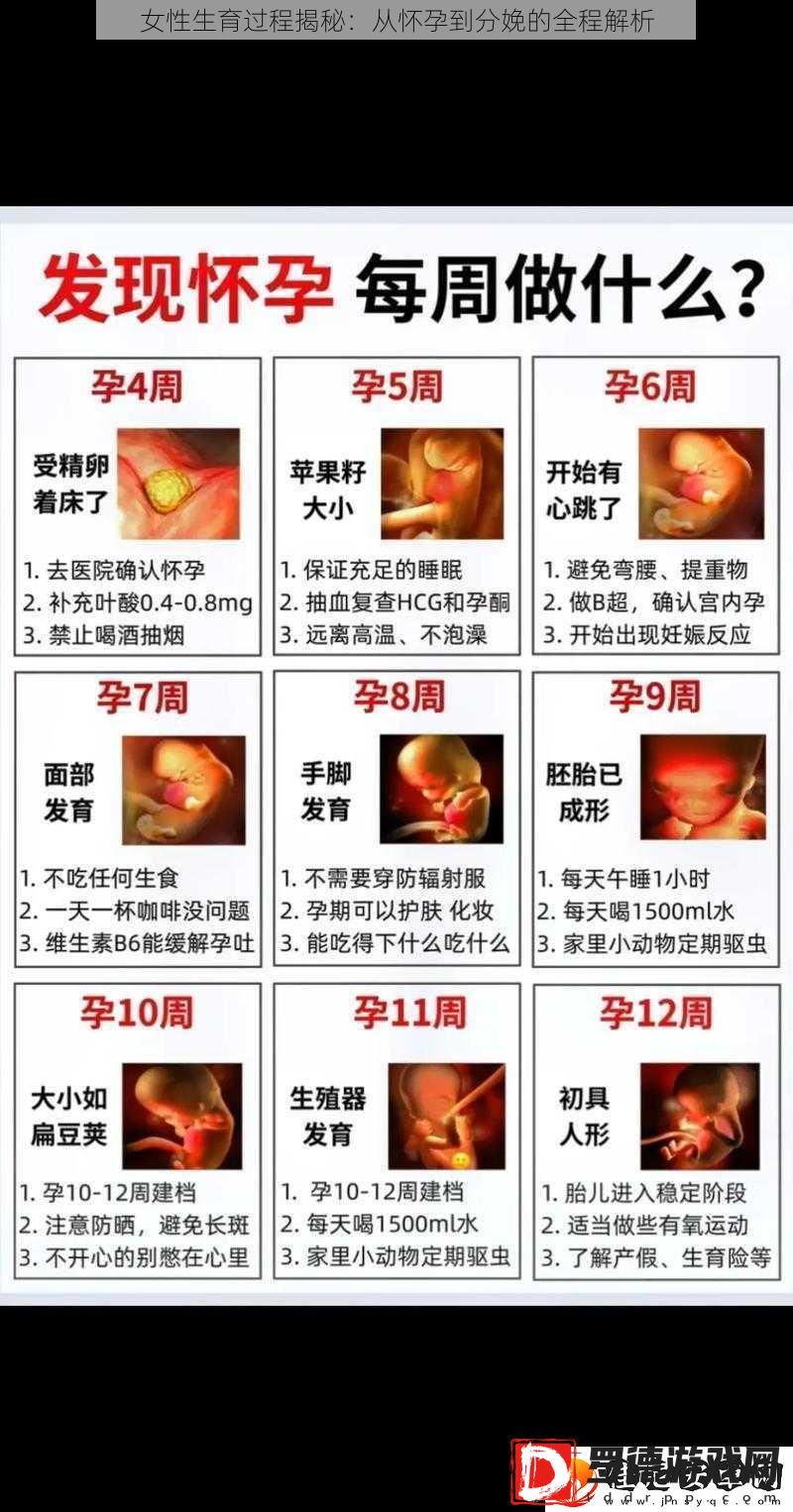 女性生育过程揭秘