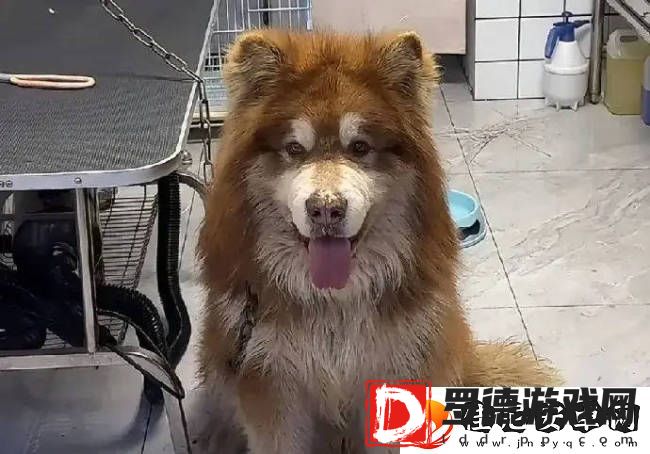 陈乔恩为红小狗艾特发声