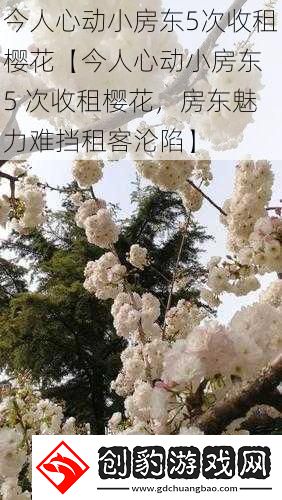 今人心动小房东5次收租樱花【今人心动小房东